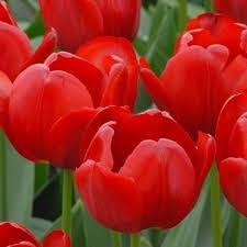 6" Tulips Red - 6 bulbs per pot