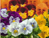 Tray of 36 pansies (1203 cell pk) Cats Mix