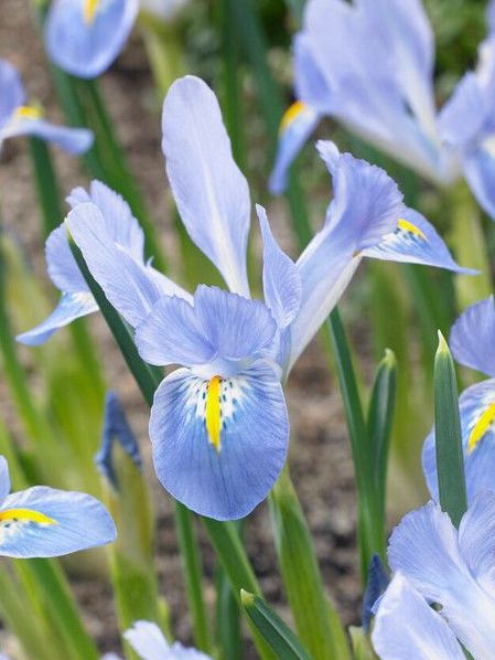 Iris Species and Reticulata Blue Planet 250 bulbs per case