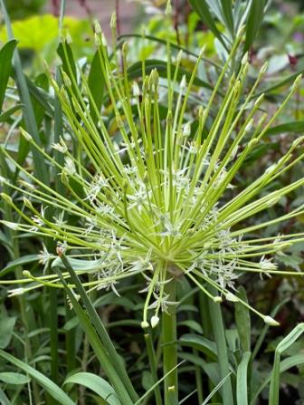 Allium Schubertii  Artic Snow Case 50 bulbs per case