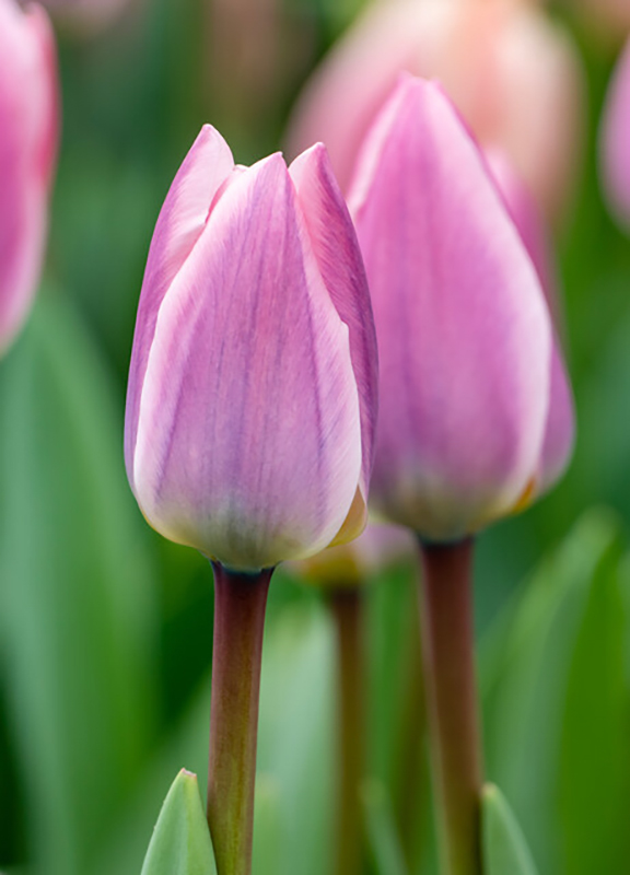 Tulip Darwin Hybrids - Light and Dreamy Case 100 bulbs per case