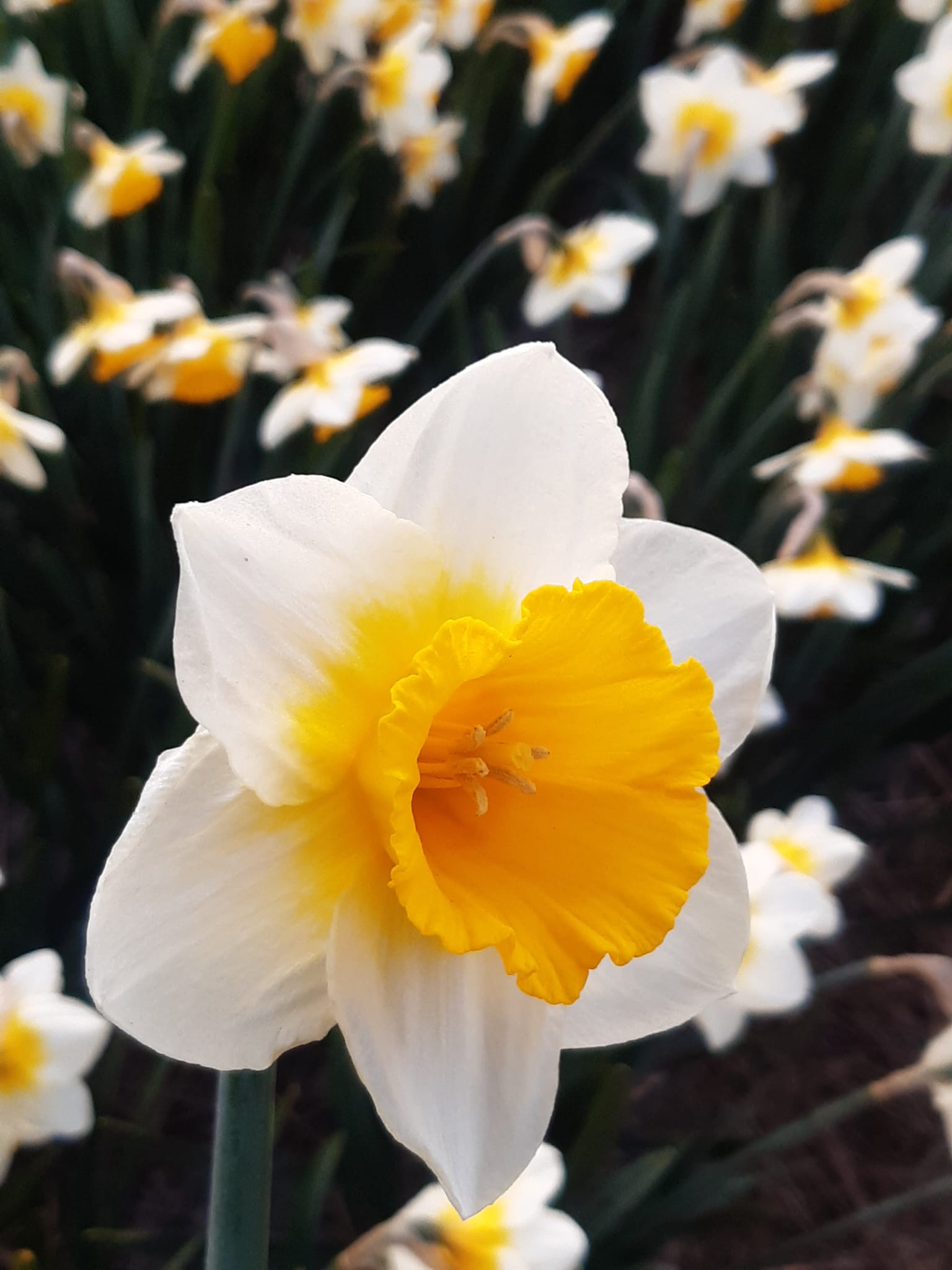 Narcissus.Large Cupped Gunshot 50 per case