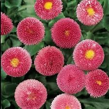 4.5in Bellis Bellisima Pink - 10 per tray