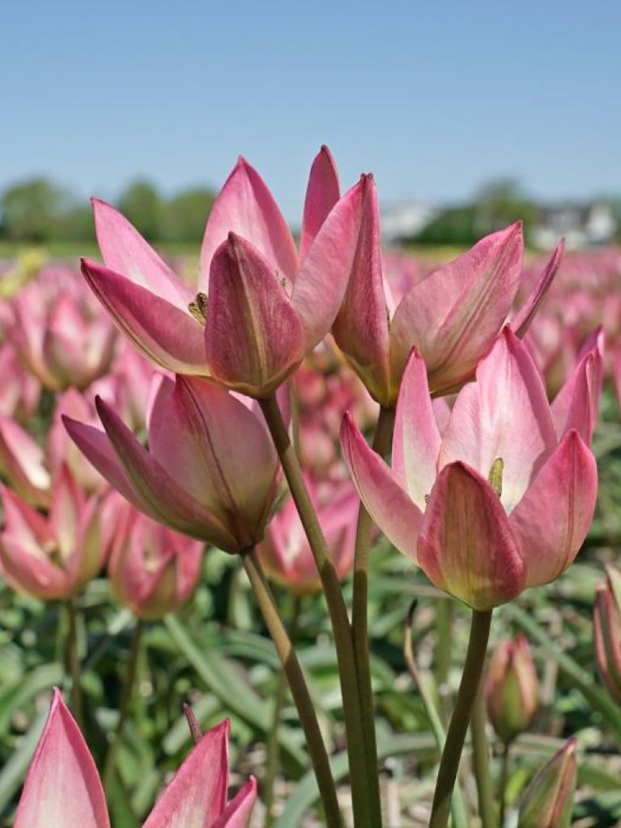 Tulip Species - Danique Case 100 bulbs per case