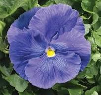 Tray of 36 pansies (1203 cell pk) delta blue