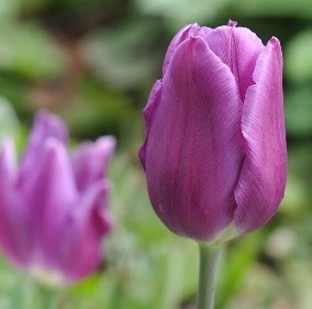 6" Tulips Dark Purple - 6 bulbs per pot